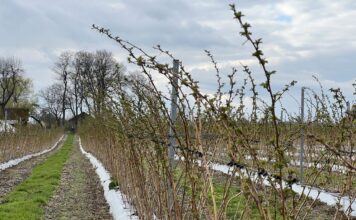 Ochrona i stymulacja malin wczesną wiosną. Sprawdzone rozwiązania cascade harvest, malina, malinowe factory