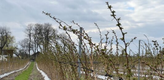 Ochrona i stymulacja malin wczesną wiosną. Sprawdzone rozwiązania cascade harvest, malina, malinowe factory
