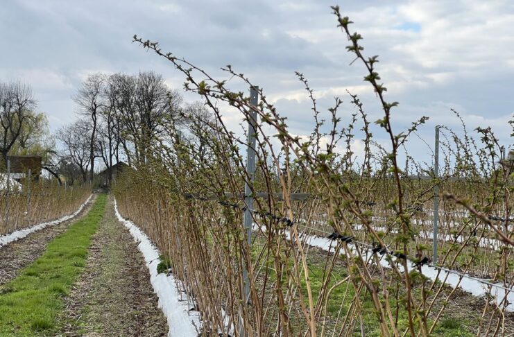 Ochrona i stymulacja malin wczesną wiosną. Sprawdzone rozwiązania cascade harvest, malina, malinowe factory