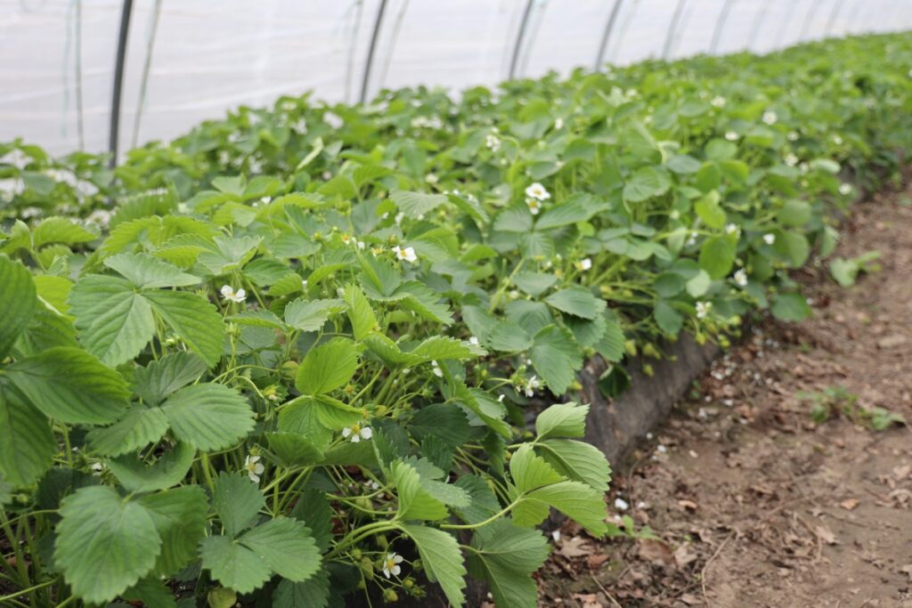 Truskawki uprawiane na wczesny zbiór