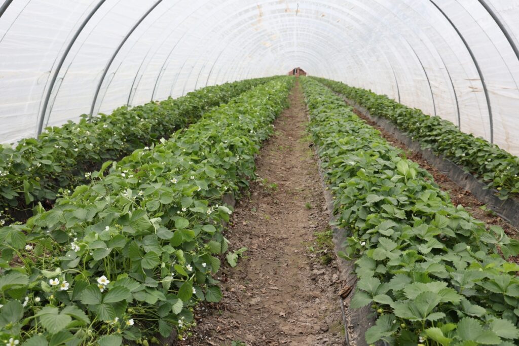 Truskawki uprawiane na wczesny zbiór
