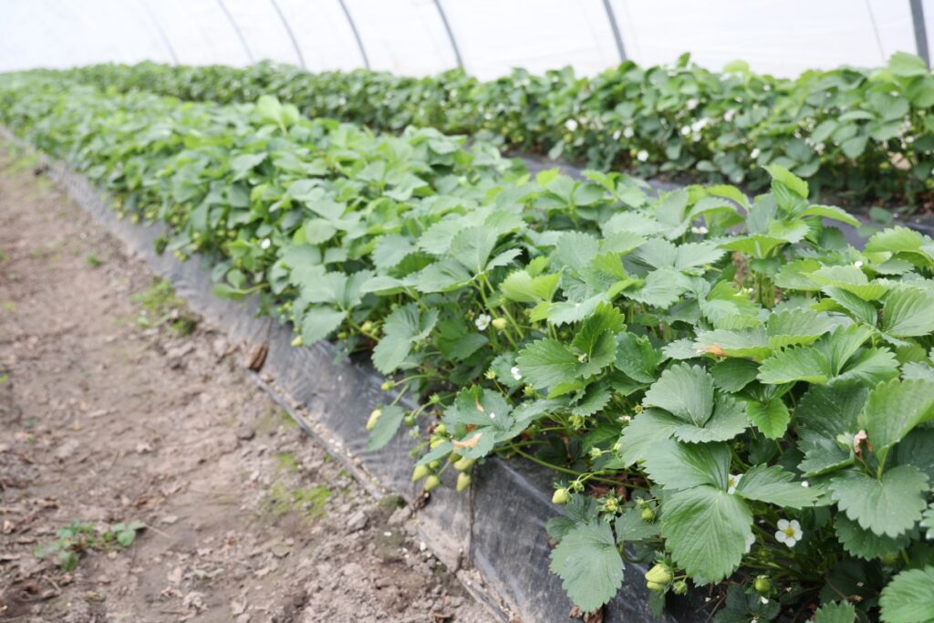 Truskawki uprawiane na wczesny zbiór