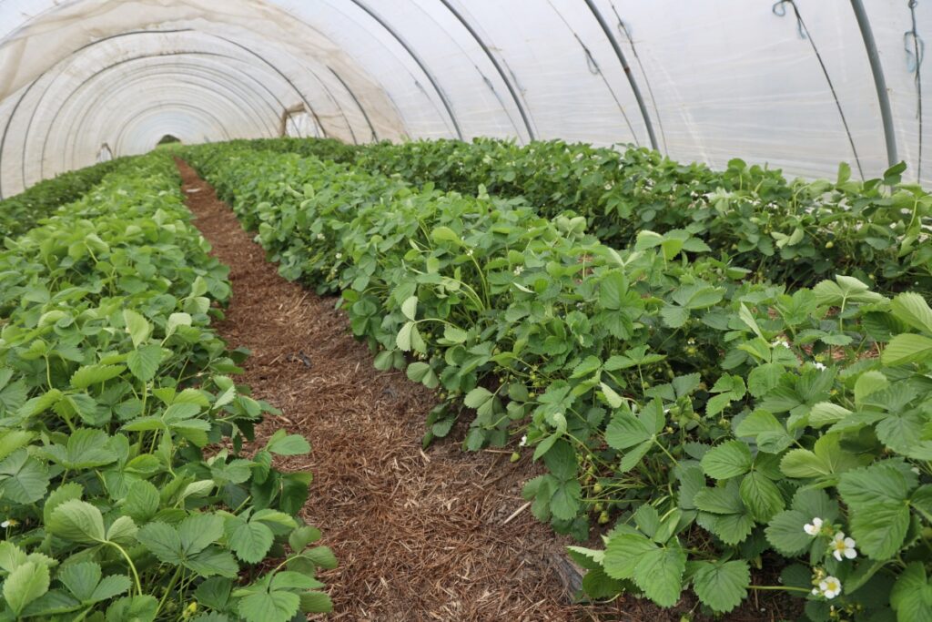 Truskawki uprawiane na wczesny zbiór