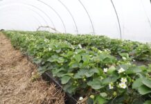 Skuteczne wsparcie ochrony roślin jagodowych przed przymrozkami. Zasady stosowania krioprotektantów