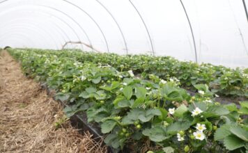 Skuteczne wsparcie ochrony roślin jagodowych przed przymrozkami. Zasady stosowania krioprotektantów