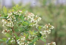 UWAGA przymrozki 2026. Jak krioprotektanty mogą pomóc w ochronie roślin przed przymrozkami