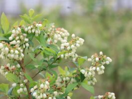 UWAGA przymrozki 2026. Jak krioprotektanty mogą pomóc w ochronie roślin przed przymrozkami