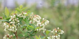 UWAGA przymrozki 2026. Jak krioprotektanty mogą pomóc w ochronie roślin przed przymrozkami