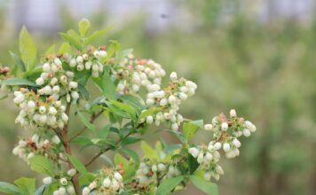 UWAGA przymrozki 2026. Jak krioprotektanty mogą pomóc w ochronie roślin przed przymrozkami