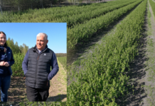 Aktualne zabiegi w porzeczkach – 22 kwietnia 2026. Susza, przymrozki i szara pleśń