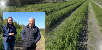 Aktualne zabiegi w porzeczkach – 22 kwietnia 2026. Susza, przymrozki i szara pleśń