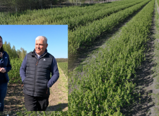 Aktualne zabiegi w porzeczkach – 22 kwietnia 2026. Susza, przymrozki i szara pleśń