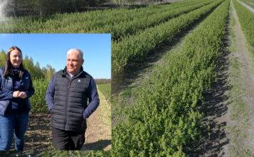 Aktualne zabiegi w porzeczkach – 22 kwietnia 2026. Susza, przymrozki i szara pleśń