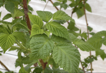 Wsparcie mikrobiomu w malinach – strategia na początek wegetacji