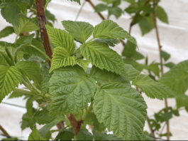 Wsparcie mikrobiomu w malinach – strategia na początek wegetacji