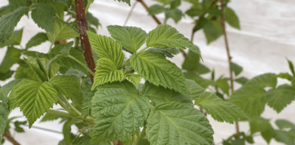 Wsparcie mikrobiomu w malinach – strategia na początek wegetacji