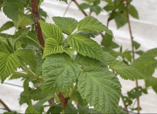 Wsparcie mikrobiomu w malinach – strategia na początek wegetacji