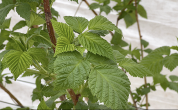 Wsparcie mikrobiomu w malinach – strategia na początek wegetacji