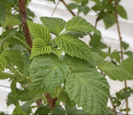 Wsparcie mikrobiomu w malinach – strategia na początek wegetacji