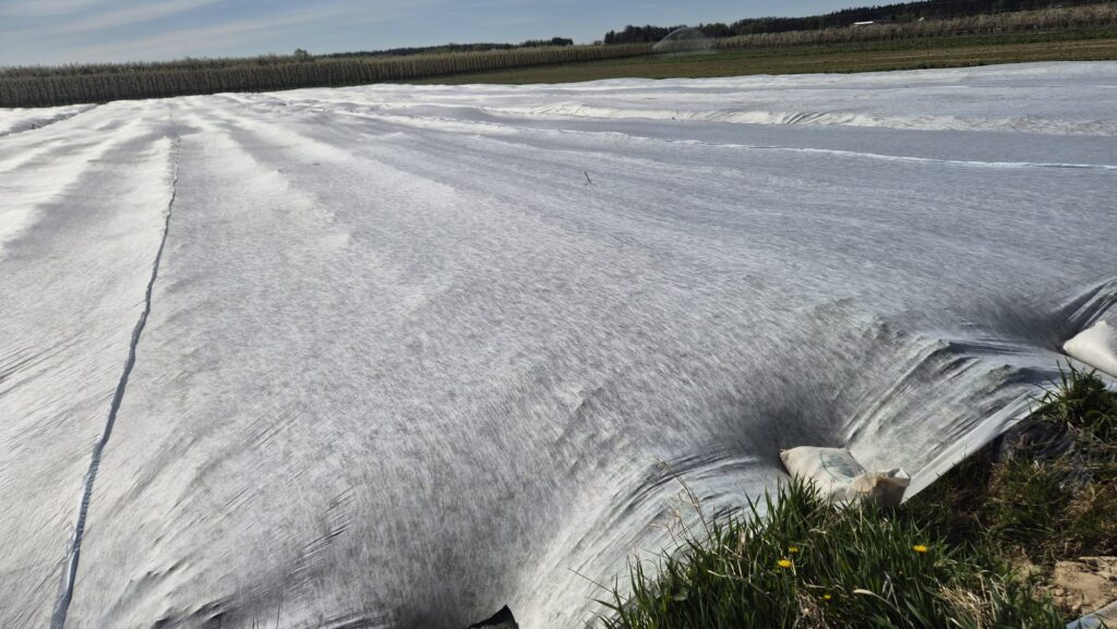 agrowłóknina, truskawki