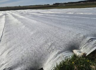 Trwa walka o każdy kwiat i owoc – tak producenci truskawek zabezpieczają plantacje agrowłóknina, truskawki