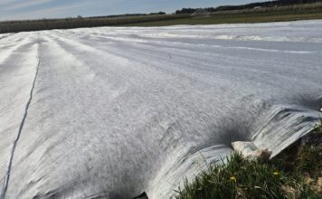 Trwa walka o każdy kwiat i owoc – tak producenci truskawek zabezpieczają plantacje agrowłóknina, truskawki