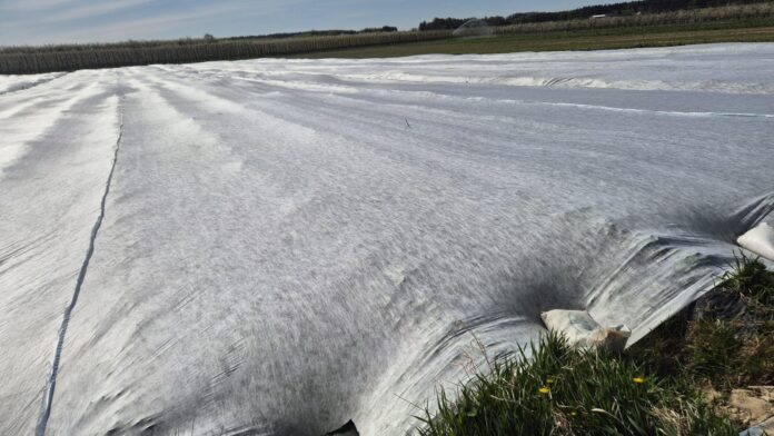 agrowłóknina, truskawki