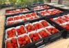Niemcy wyprodukują najmniej truskawek od ponad 30 lat. Zmienia się model produkcji Produkcja truskawek w Niemczech