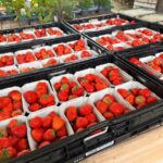 Produkcja truskawek w Niemczech