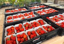 Niemcy wyprodukują najmniej truskawek od ponad 30 lat. Zmienia się model produkcji Produkcja truskawek w Niemczech