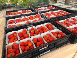 Niemcy wyprodukują najmniej truskawek od ponad 30 lat. Zmienia się model produkcji Produkcja truskawek w Niemczech