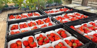 Niemcy wyprodukują najmniej truskawek od ponad 30 lat. Zmienia się model produkcji Produkcja truskawek w Niemczech