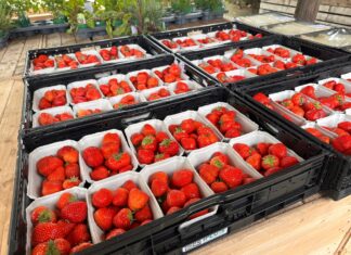 Niemcy wyprodukują najmniej truskawek od ponad 30 lat. Zmienia się model produkcji Produkcja truskawek w Niemczech