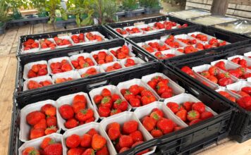 Niemcy wyprodukują najmniej truskawek od ponad 30 lat. Zmienia się model produkcji Produkcja truskawek w Niemczech