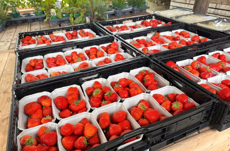 Niemcy wyprodukują najmniej truskawek od ponad 30 lat. Zmienia się model produkcji Produkcja truskawek w Niemczech