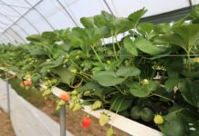 Sytuacja na plantacjach truskawek w Niemczech – sezon 2026 zapowiada się wcześnie, ale nie bez wyzwań