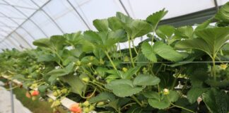 Sytuacja na plantacjach truskawek w Niemczech – sezon 2026 zapowiada się wcześnie, ale nie bez wyzwań
