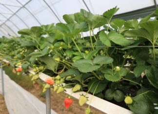 Sytuacja na plantacjach truskawek w Niemczech – sezon 2026 zapowiada się wcześnie, ale nie bez wyzwań