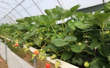 Sytuacja na plantacjach truskawek w Niemczech – sezon 2026 zapowiada się wcześnie, ale nie bez wyzwań