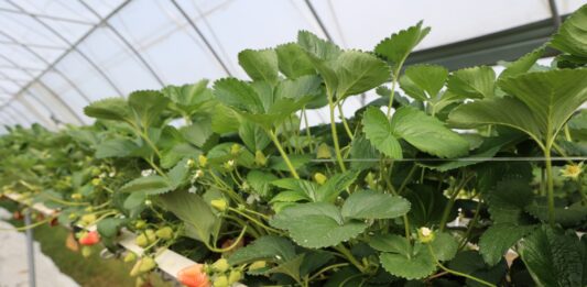 Sytuacja na plantacjach truskawek w Niemczech – sezon 2026 zapowiada się wcześnie, ale nie bez wyzwań