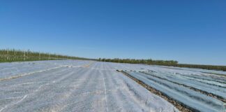 Zabiegi po i w trakcie przymrozków (monitoring plantacji, 27.04.2026 r.)