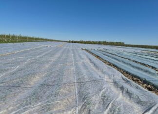 Zabiegi po i w trakcie przymrozków (monitoring plantacji, 27.04.2026 r.)