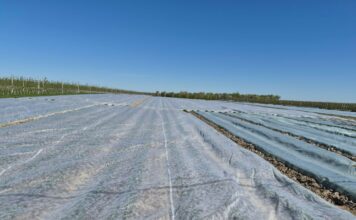 Zabiegi po i w trakcie przymrozków (monitoring plantacji, 27.04.2026 r.)