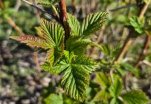 Na malinowy polach robi się coraz bardziej zielono. Czas na intensyfikację prac (monitoring plantacji, 22.04.2026 r.)