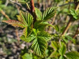 Na malinowy polach robi się coraz bardziej zielono. Czas na intensyfikację prac (monitoring plantacji, 22.04.2026 r.)