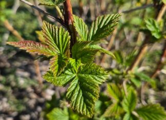 Na malinowy polach robi się coraz bardziej zielono. Czas na intensyfikację prac (monitoring plantacji, 22.04.2026 r.)