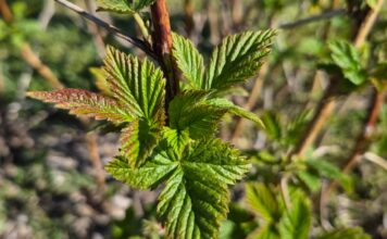 Na malinowy polach robi się coraz bardziej zielono. Czas na intensyfikację prac (monitoring plantacji, 22.04.2026 r.)