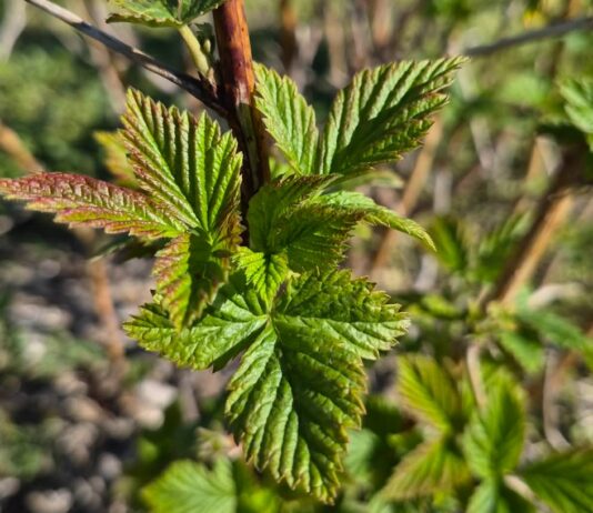 Na malinowy polach robi się coraz bardziej zielono. Czas na intensyfikację prac (monitoring plantacji, 22.04.2026 r.)