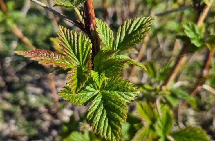 Na malinowy polach robi się coraz bardziej zielono. Czas na intensyfikację prac (monitoring plantacji, 22.04.2026 r.)