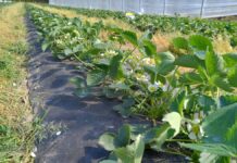 Truskawki w tunelach kwitną (monitoring plantacji, 15.04.2026 r)